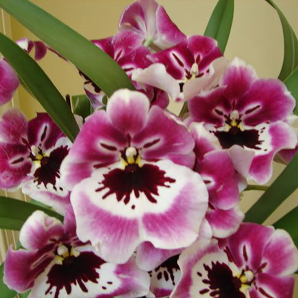 (In Spike Now) Miltoniopsis Rubenesque ‘Brockton’ Main image