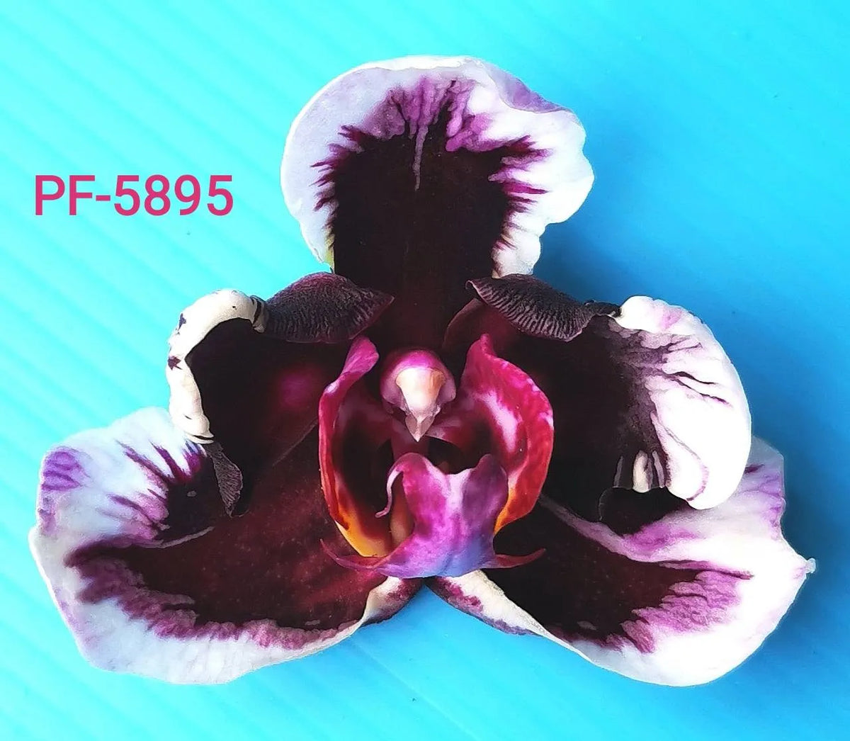 Phalaenopsis Coffee King Main image