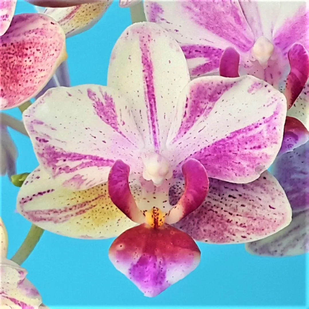 Phalaenopsis "Fox Fire"