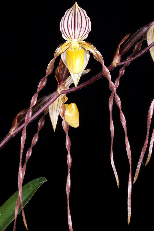 Paphiopedilum philippinense ('Miles High' x 'Hidemi')