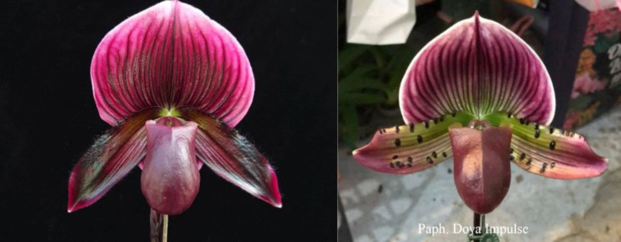 Paphiopedilum (Hung Shen Bay) x Doya Impulse