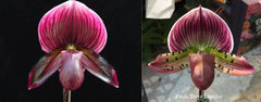 Paphiopedilum (Hung Shen Bay) x Doya Impulse