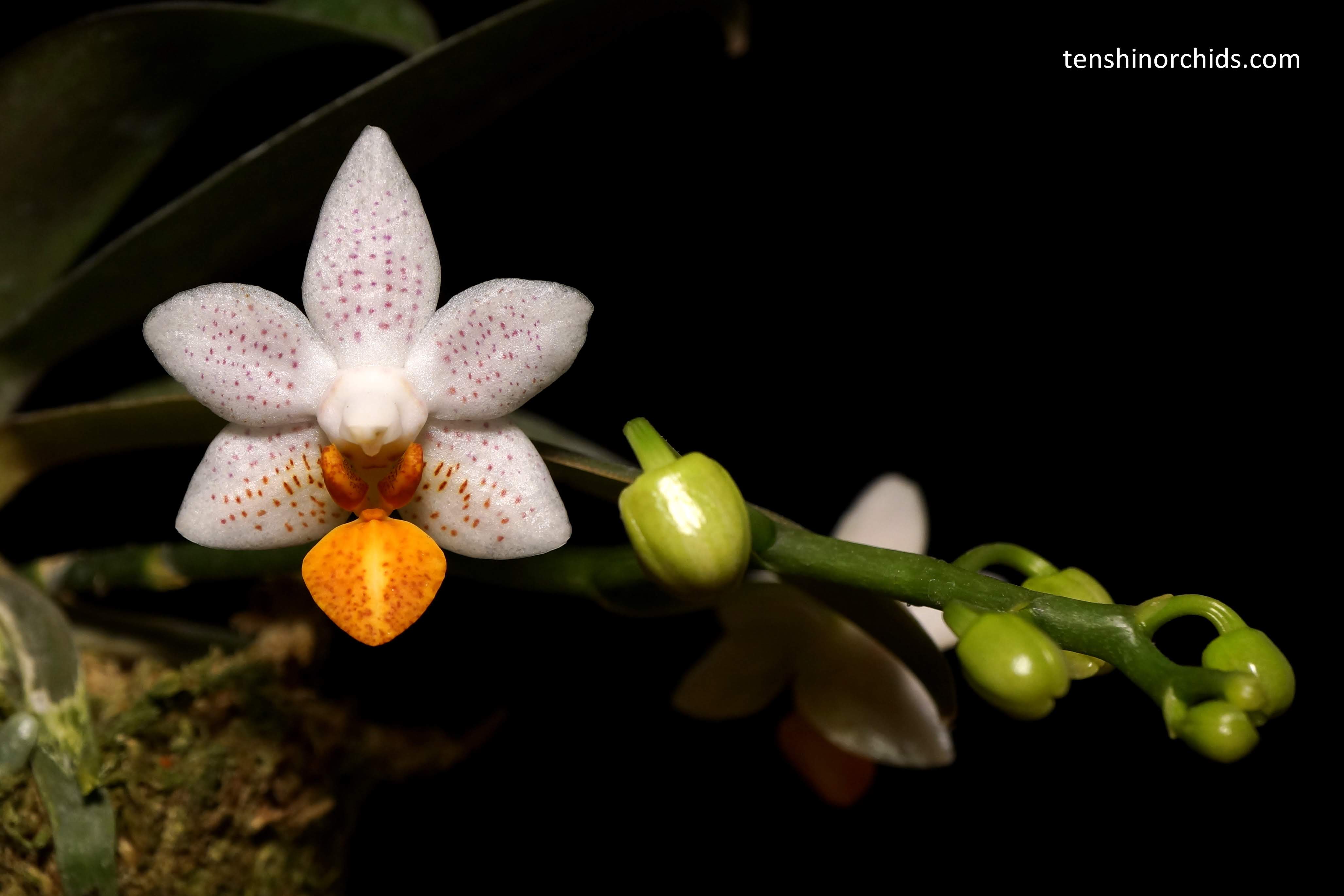 Phalaenopsis Mini Mark (MC) Main image