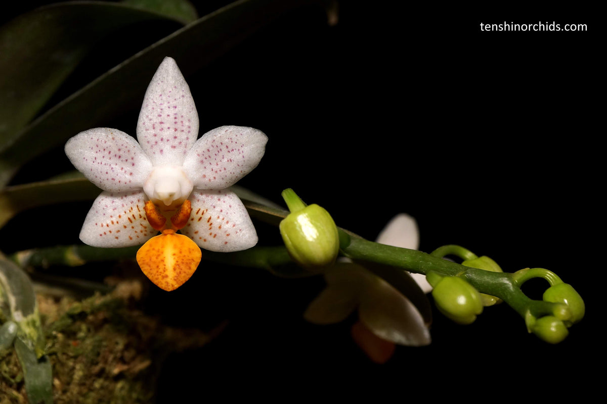 Phalaenopsis Mini Mark (MC)