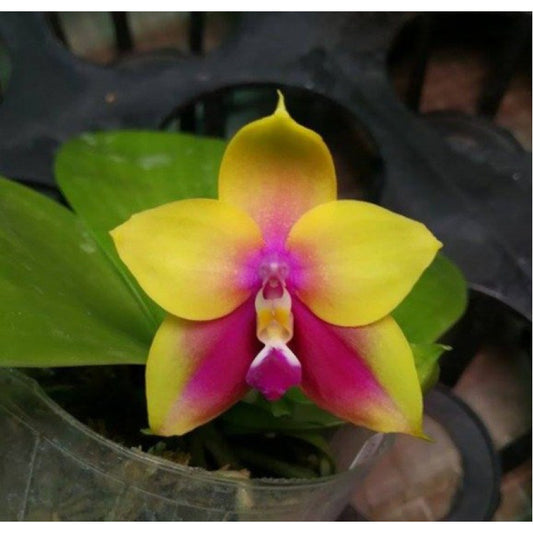 Phalaenopsis Nobby's Fox x Zheng Min Muscadine