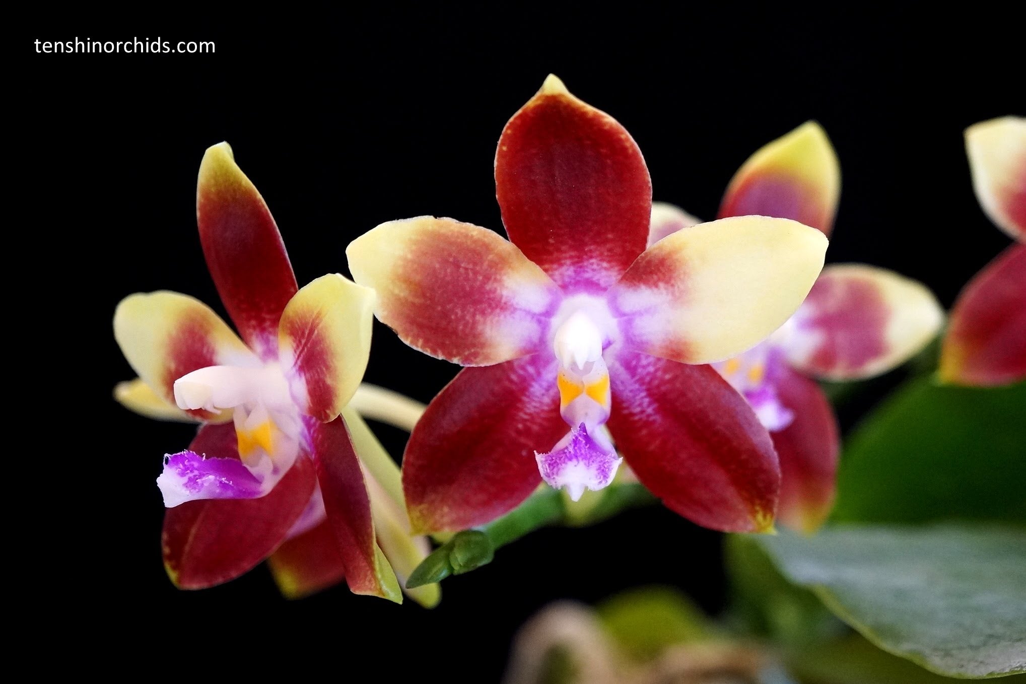 Phal. Tying Shin Fly Eagle 'Miki' (MC) Main image