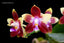 Phal. Tying Shin Fly Eagle 'Miki' (MC)