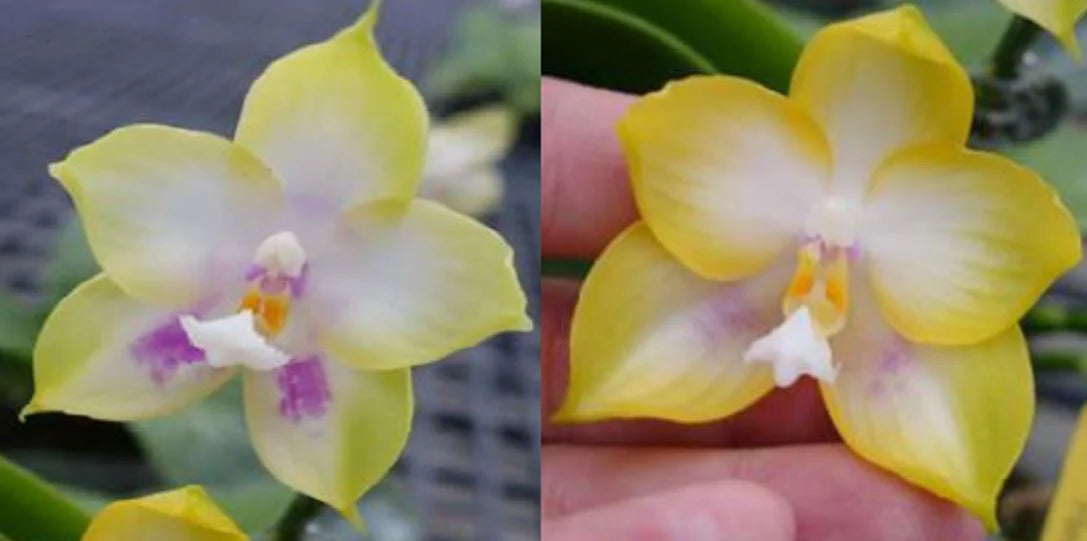 Phalaenopsis Zheng Min Muscadine 'Peter x Zheng Min Muscadine 'Mituo' Main image