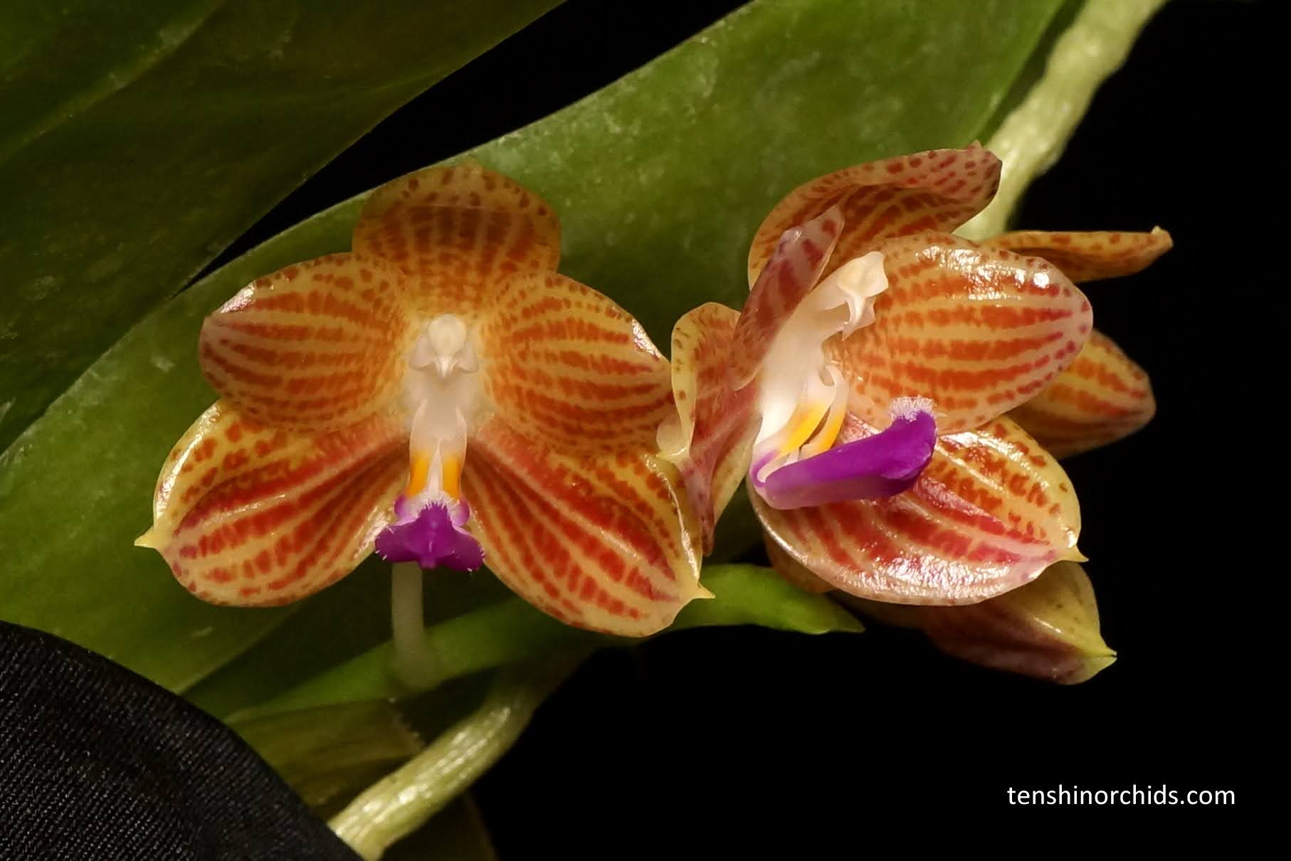 Phalaenopsis javanica (Species from Java) Main image