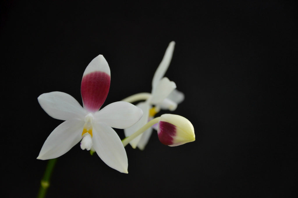 Phalaenopsis tetraspis “C1” (Rare form - Species)