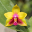 Phalaenopsis KS Happy Eagle AM/AOS MC (Fragrant)