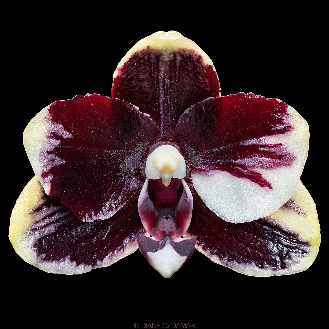 Phal. Bright Peacock 'Black & White Chocolate' (MC) Main image