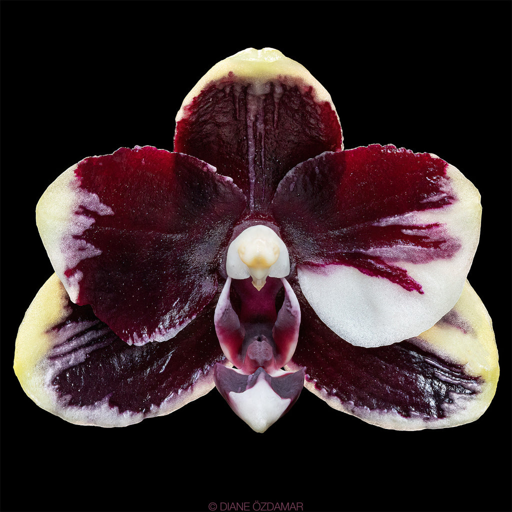 Phal. Bright Peacock 'Black & White Chocolate' (MC)