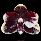 Phal. Bright Peacock 'Black & White Chocolate' (MC)