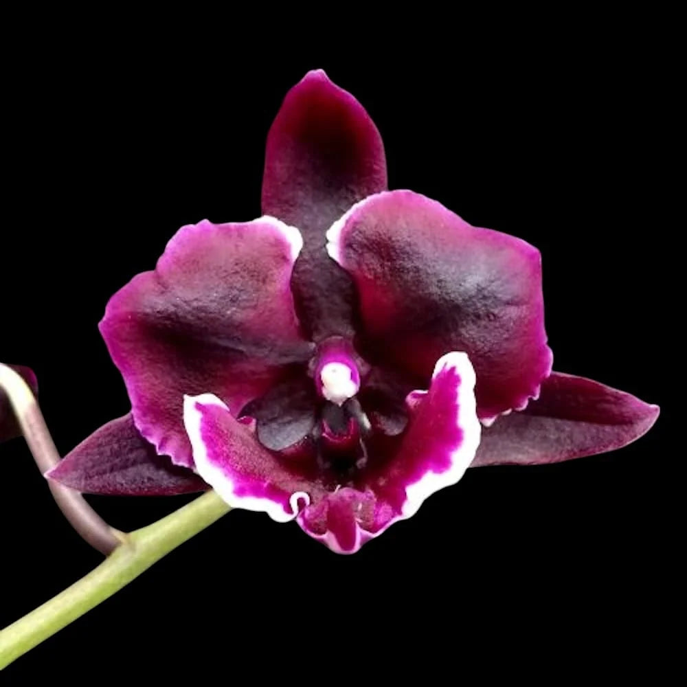 Phalaenopsis Miki Witch (Peloric) Main image