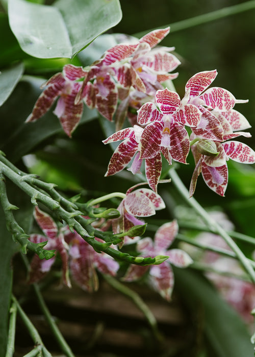 (Flowering Size) Phalaenopsis Hieroglyphica ( Fragrant Species)