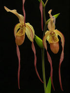 Phragmipedium grande 'Chinaman'