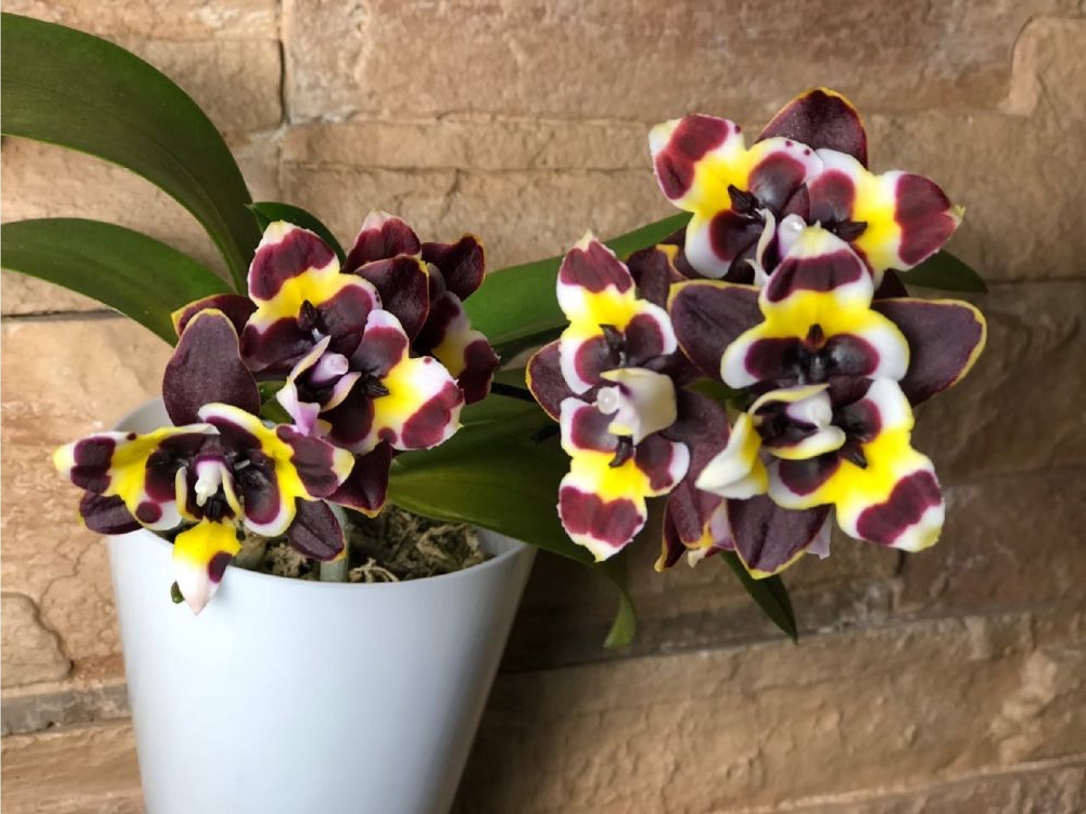 Phalaenopsis Yaphon Star Diamond '6602'