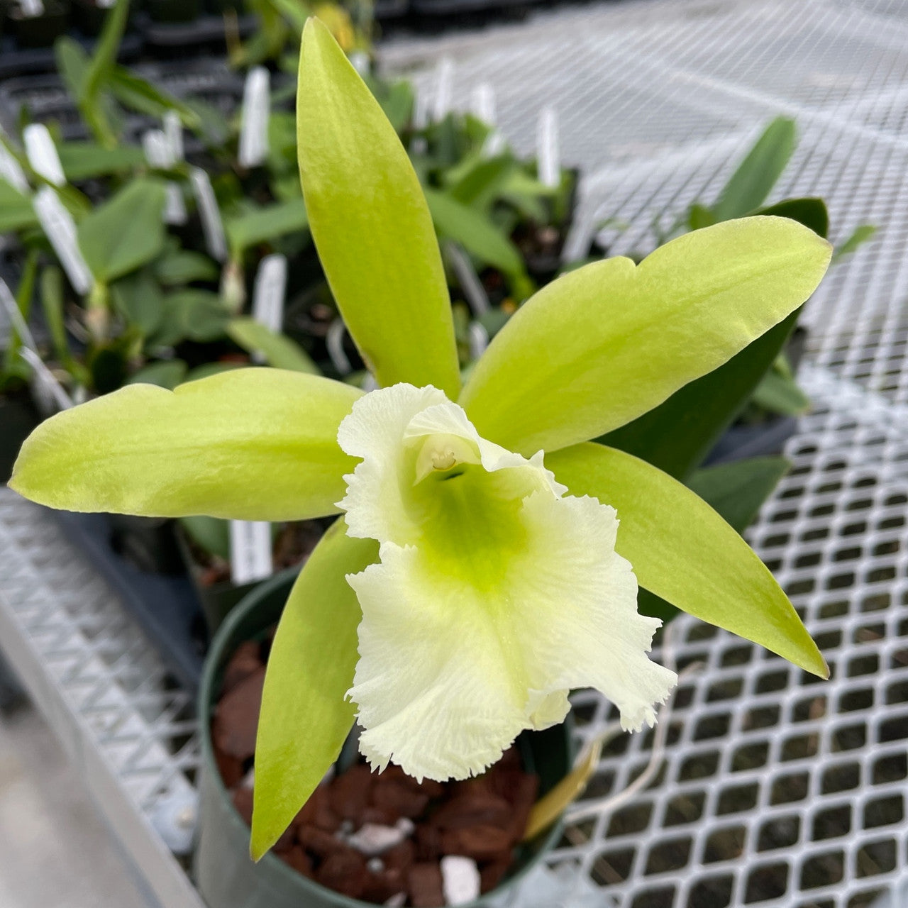 Pry. Muscat Smile 'Green Mountain' (Mericlone) Main image
