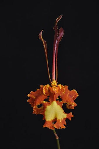 Pair of Psychopsis Seedlings Secondary image
