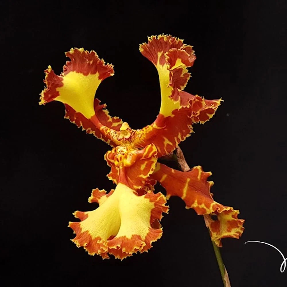Psychopsis Papilio Mariposa 'Three Lip' (peloric) Main image