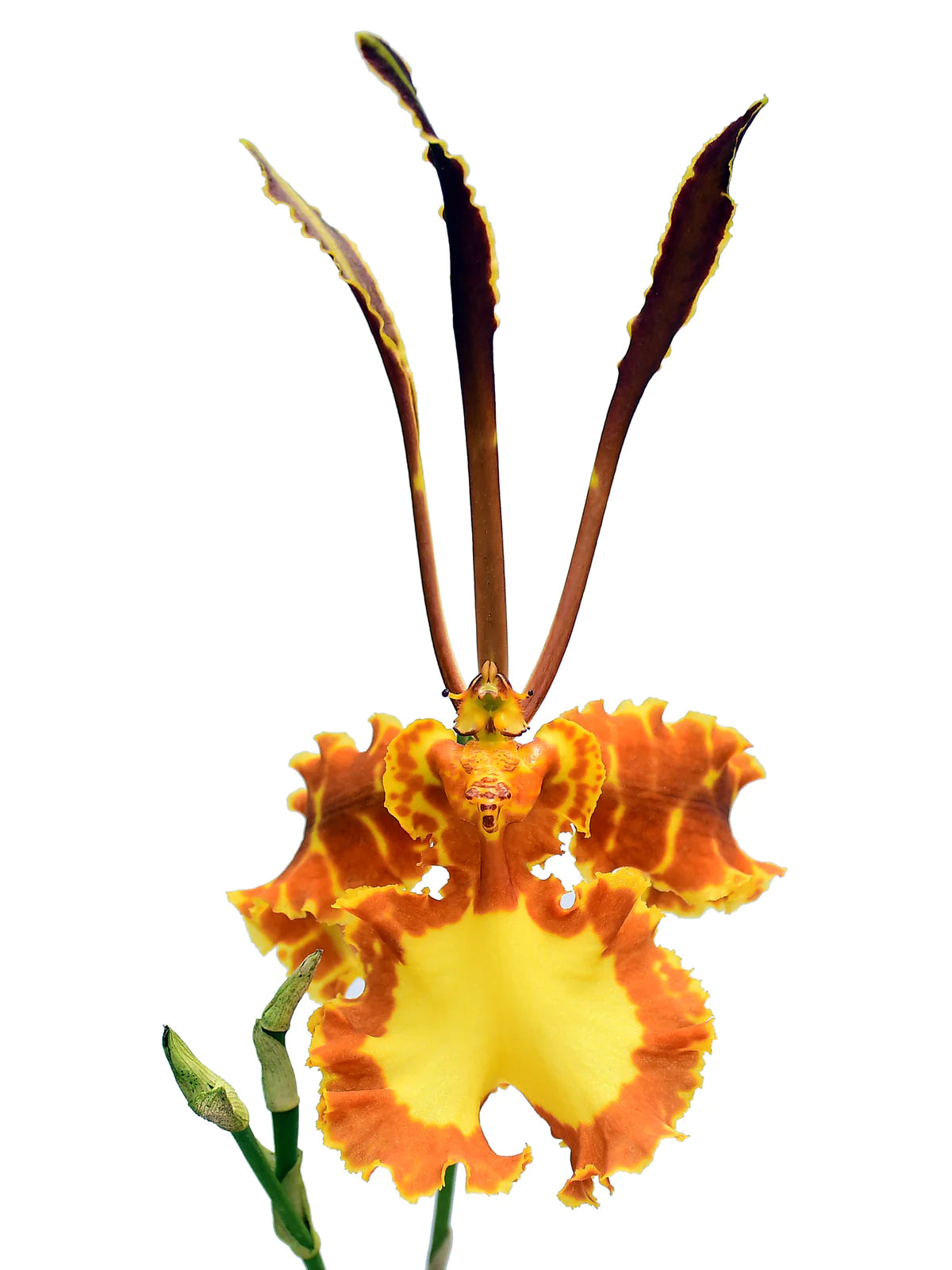 Psychopsis Mariposa (Butterfly Orchid) Main image