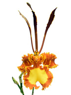 Psychopsis Mariposa (Butterfly Orchid)