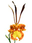 Psychopsis Mariposa (Butterfly Orchid)