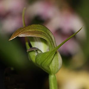 Blunt Greenhood Orchid - Pterostylis curta Main image