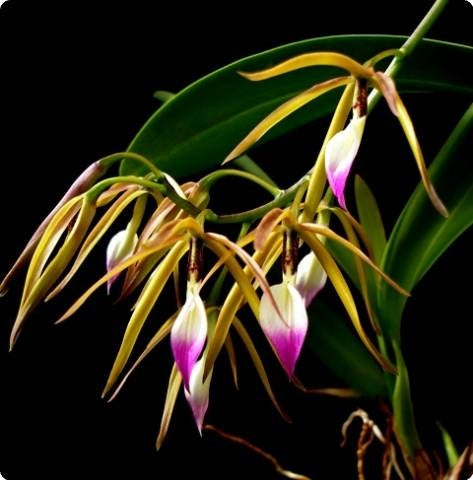Epidendrum Brassavola (Fragrant)