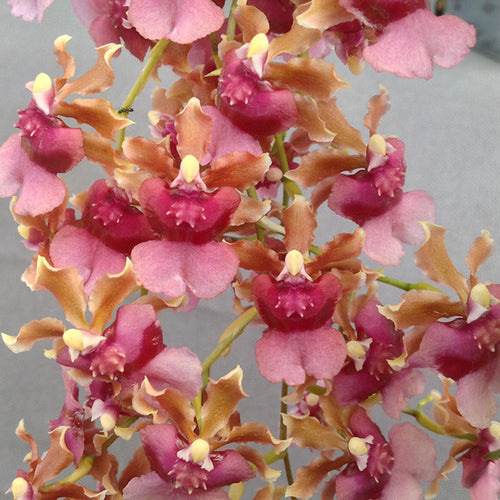 Oncidioda Pagan Scent 'Hanna' (In spike now)