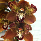 Cymbidium Rothesy 'Butterfly' (Peloric)