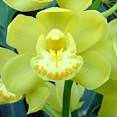 Pack of 10 Beautiful Cymbidium Seedlings