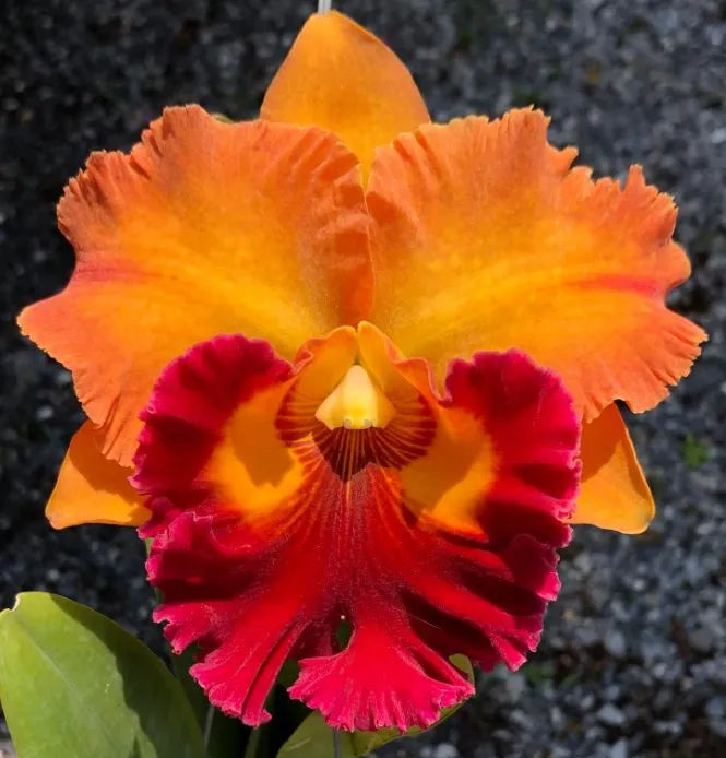 Rhyncholaeliocattleya (Rlc.) Siam Dragon 'Teen Spirit'