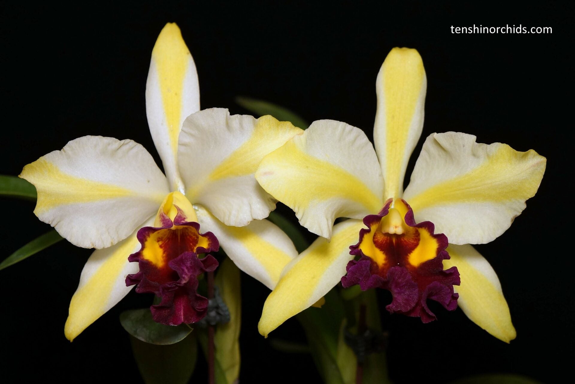 Rth. Fu Shu Glory 'Happy Holiday'