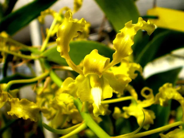 Dendrobium discolor var. broomfieldii