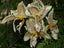Stanhopea Oculata (Fragrant Species)