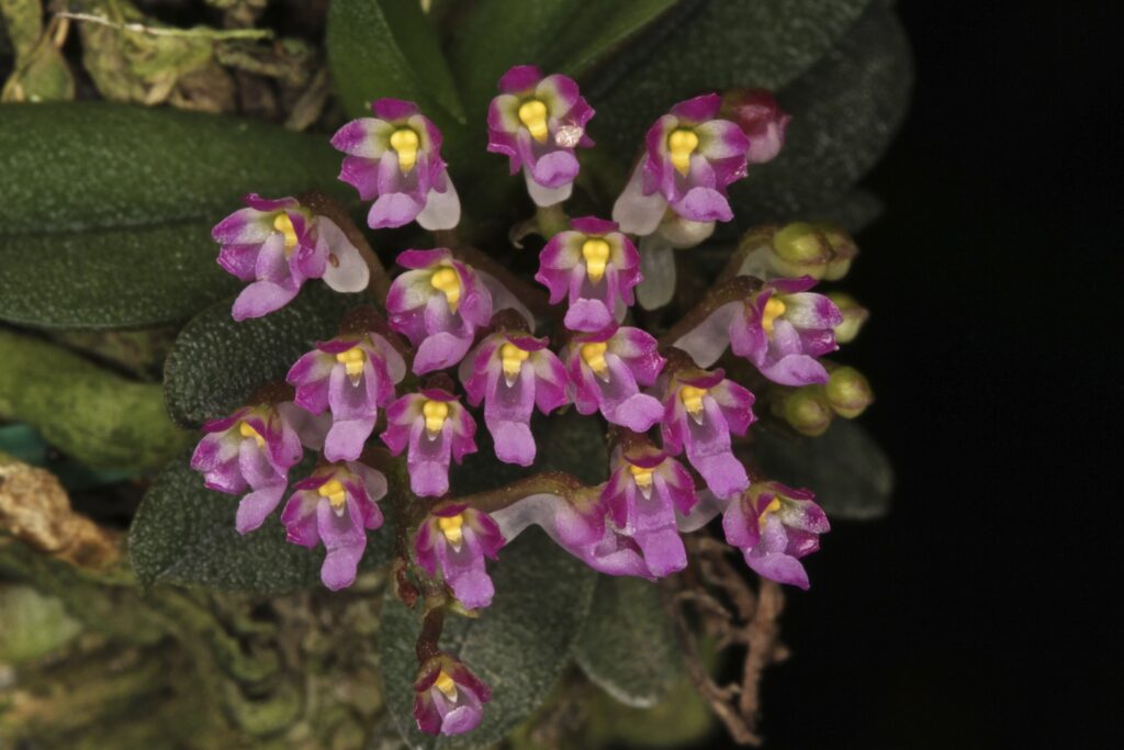 Schoenorchis seidenfadenii (Miniature Species) Main image