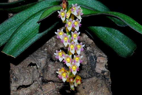 Schoenorchis secundiflora Main image