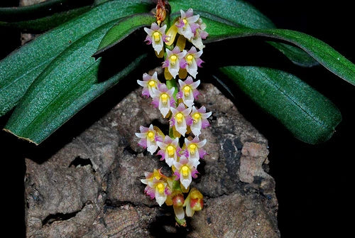 Schoenorchis secundiflora