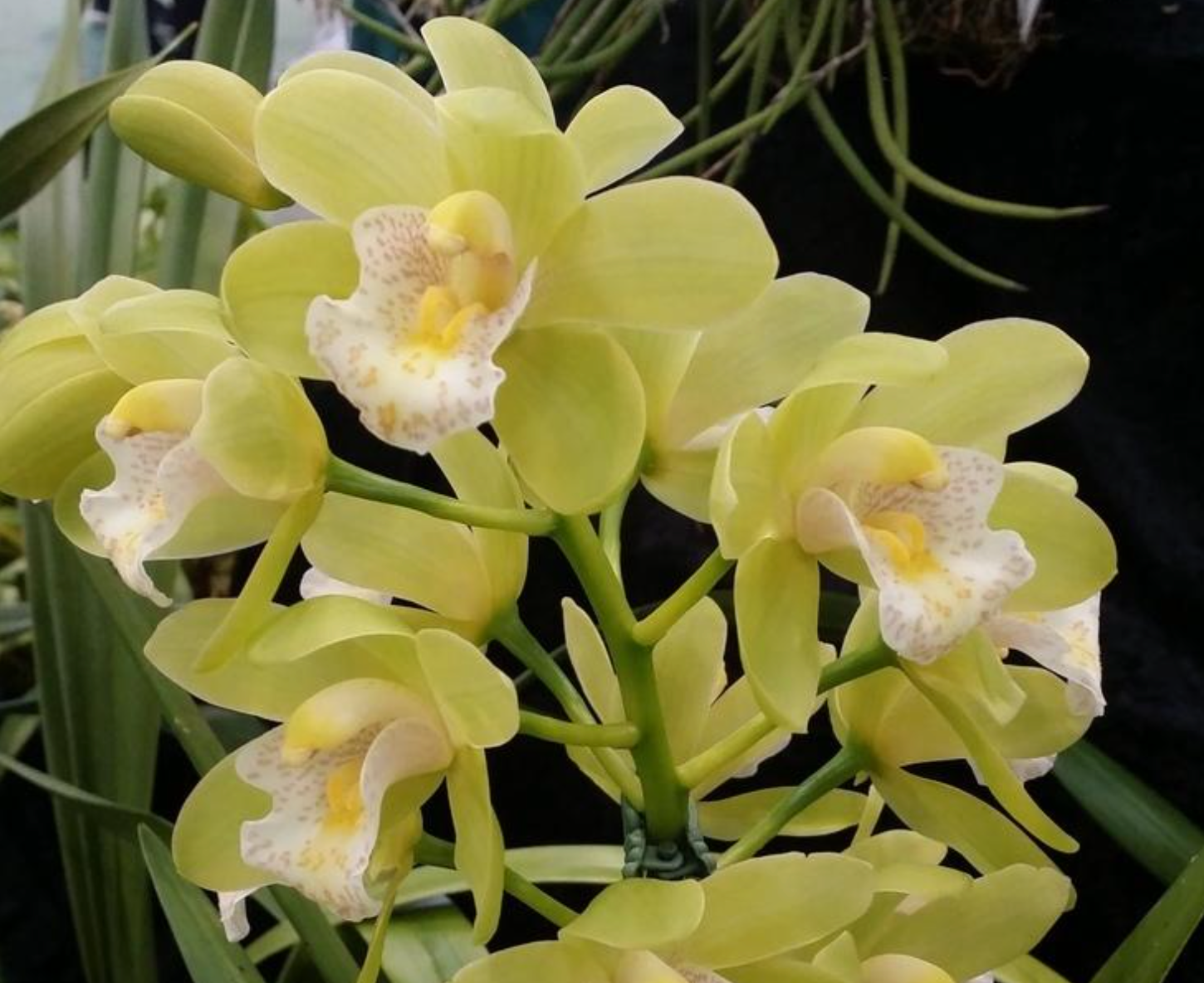 Cymbidium Mini Mint 'Dural' Main image