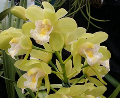 Pack of 10 Beautiful Cymbidium Seedlings