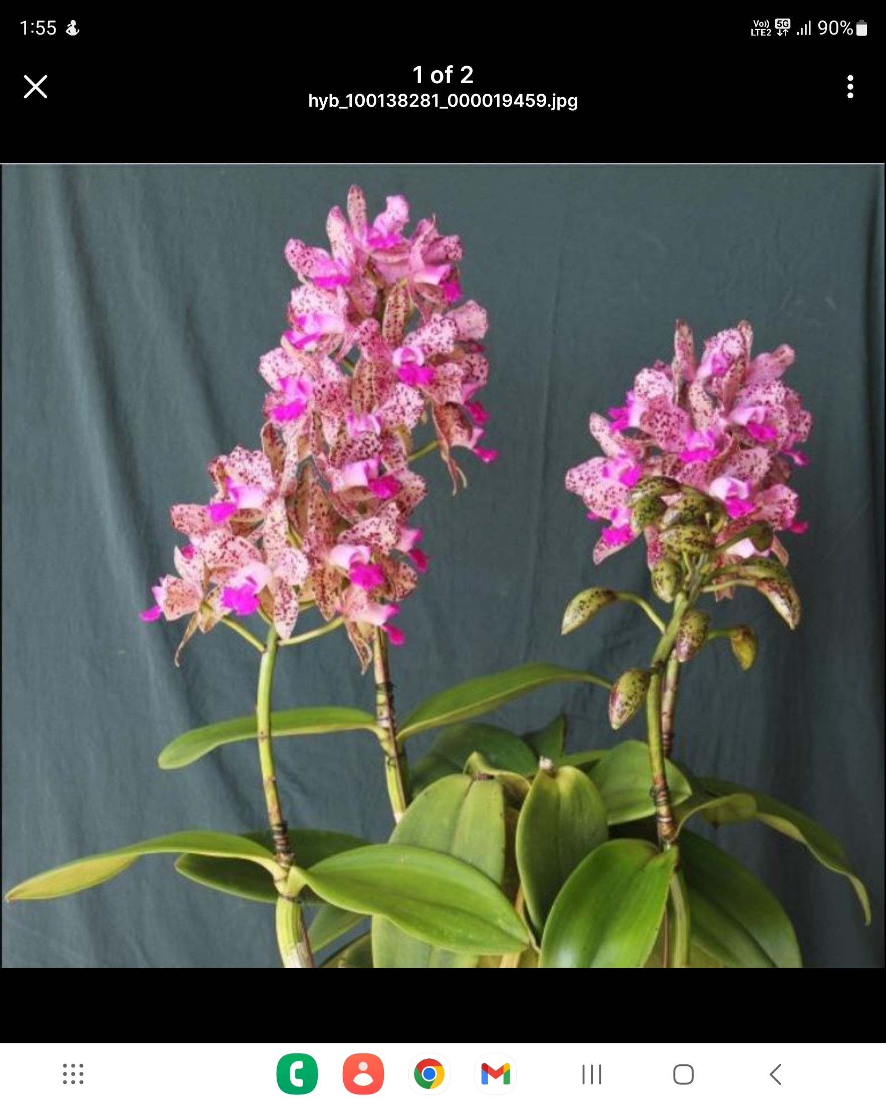 Pack of Cattleya Main image