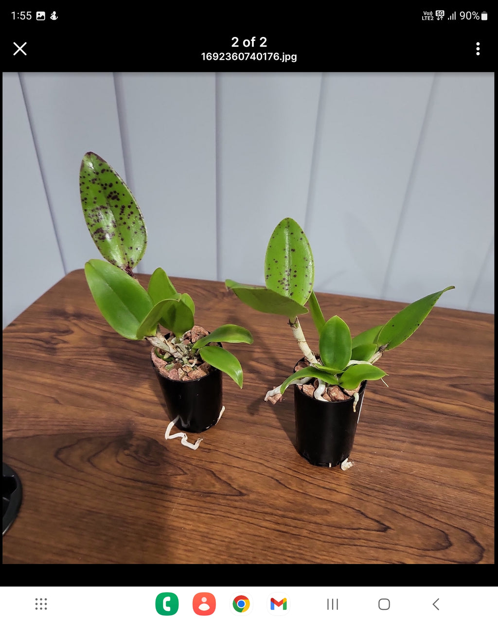 Pack of Cattleya