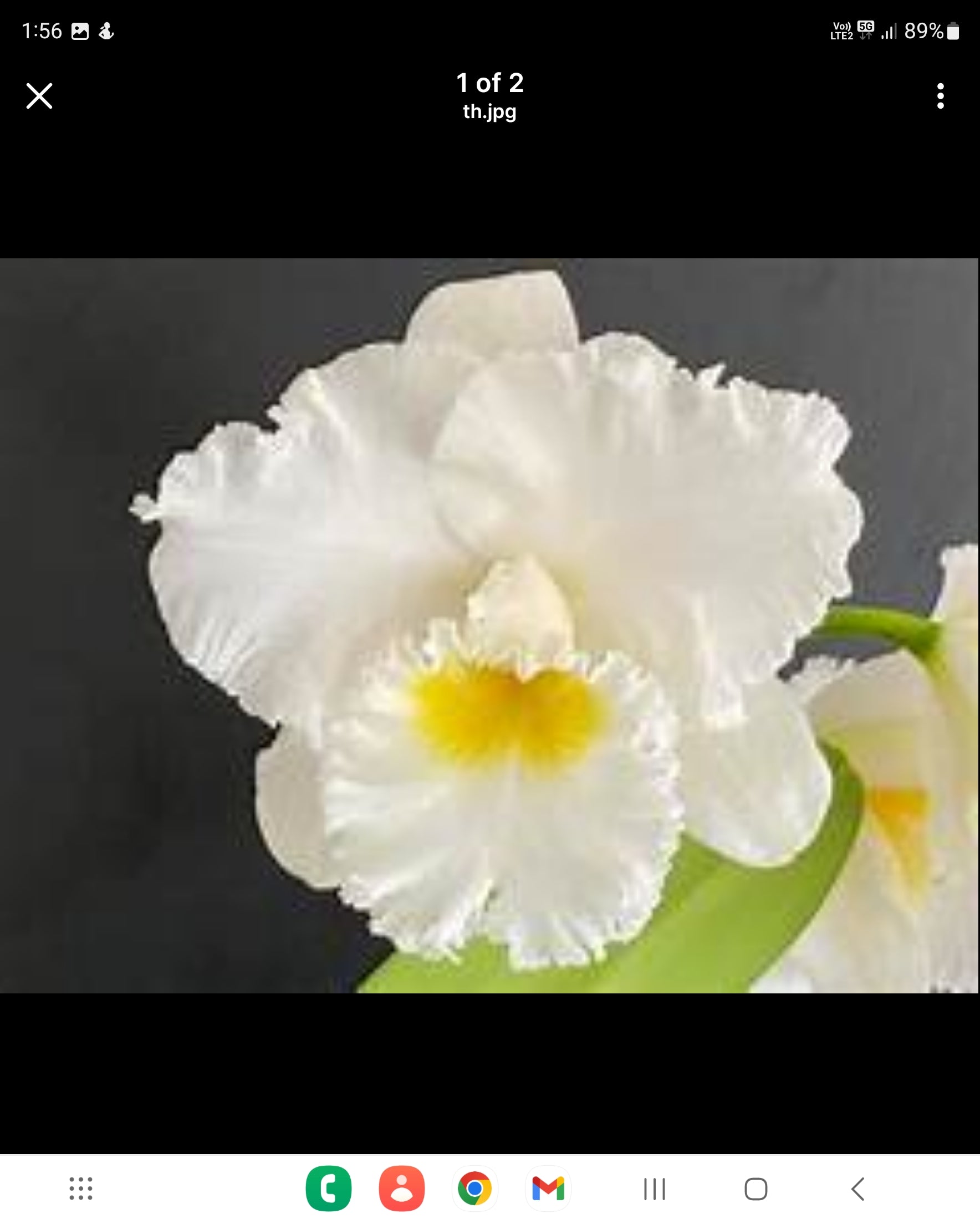 Pack of Cattleya Secondary image