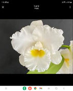 Pack of Cattleya