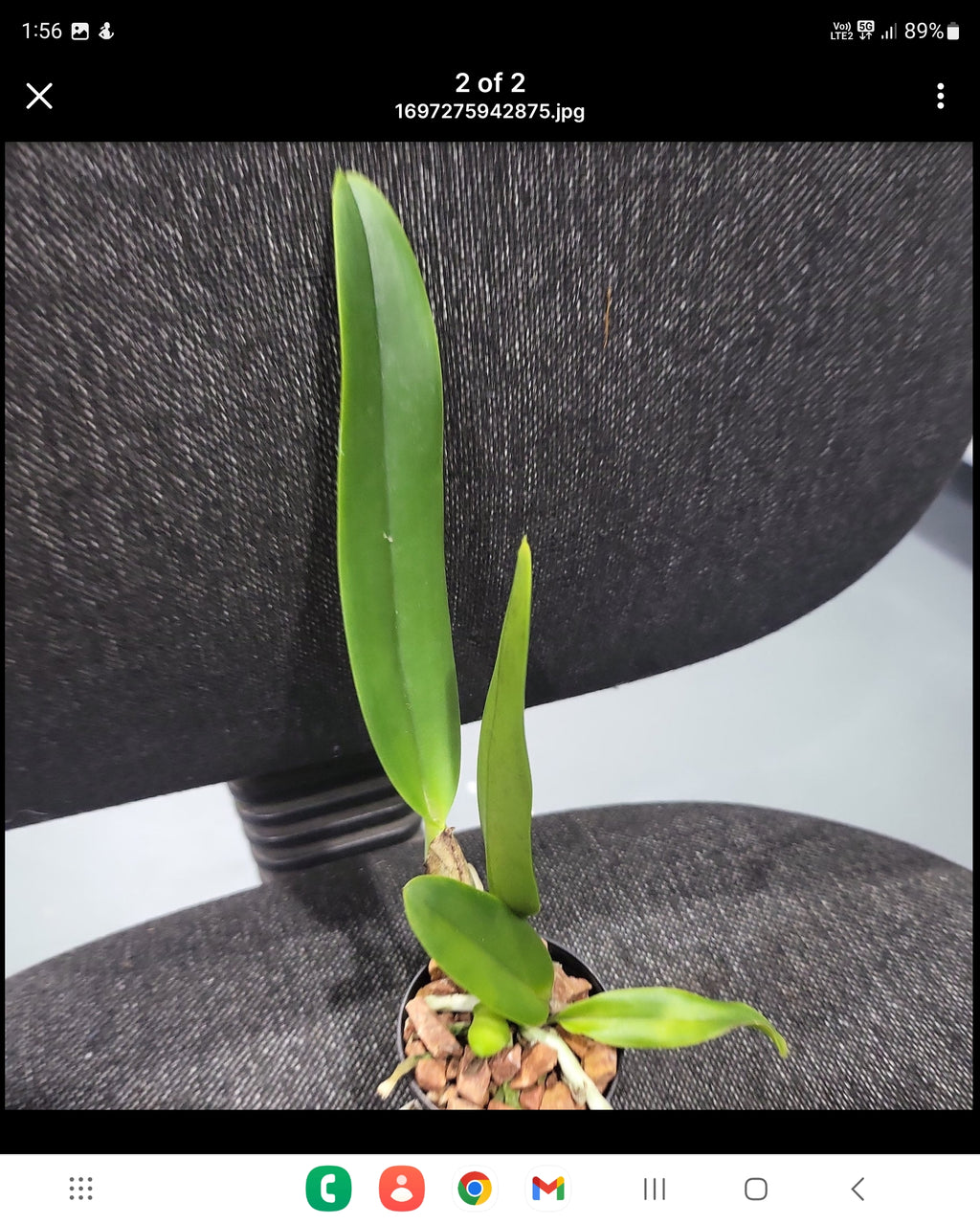 Pack of Cattleya