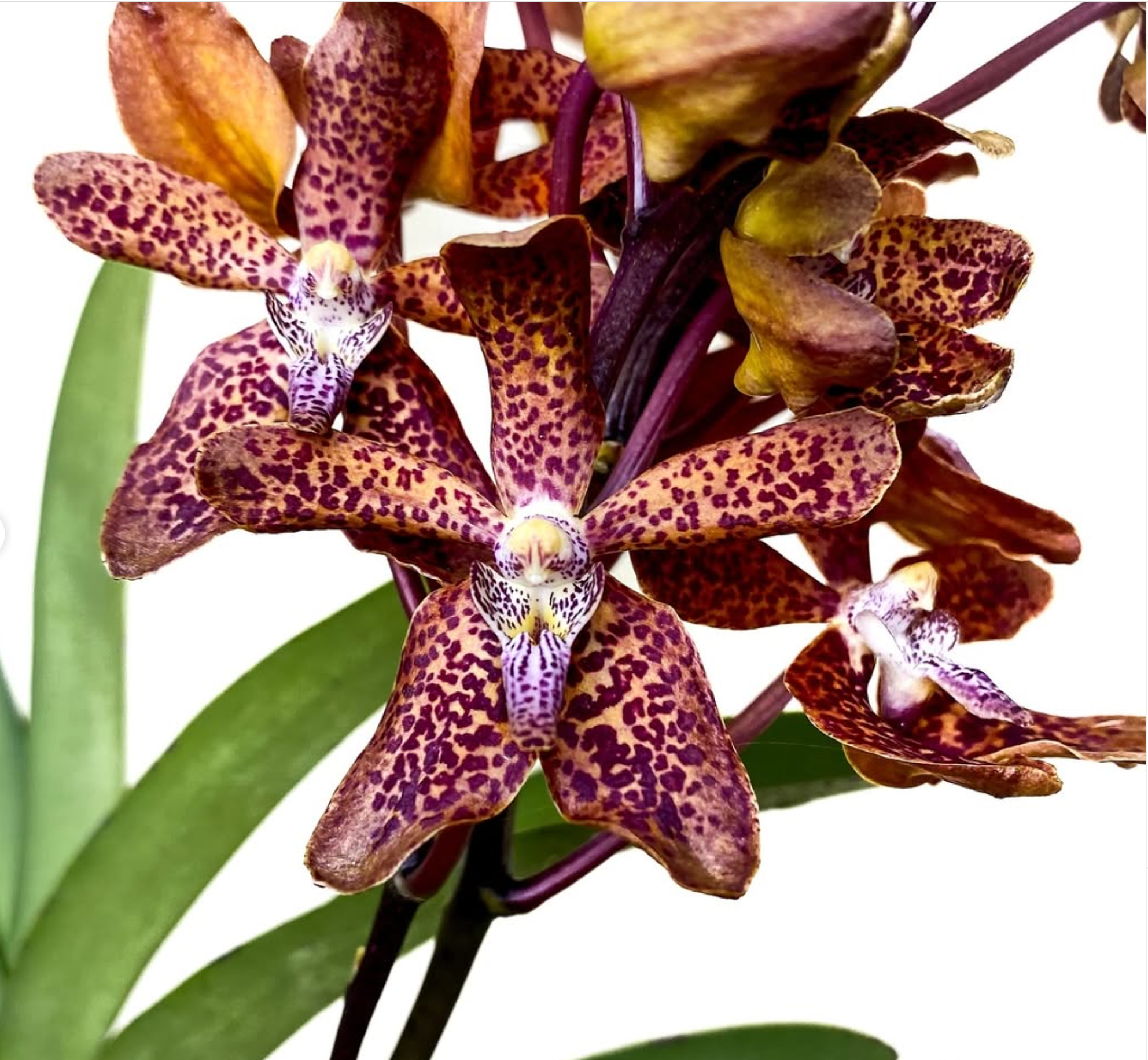 Renantanda Memoria Henry Trimen (Renanthera Storiei X Vanda tessalata)