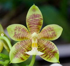 Phal. Joy Green Coral MC