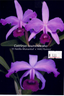 Cattleya lawrenceana  'El Hatillo-Manantial' x 'AWZ flamea' (Species Flask - Conical) ex Taiwan